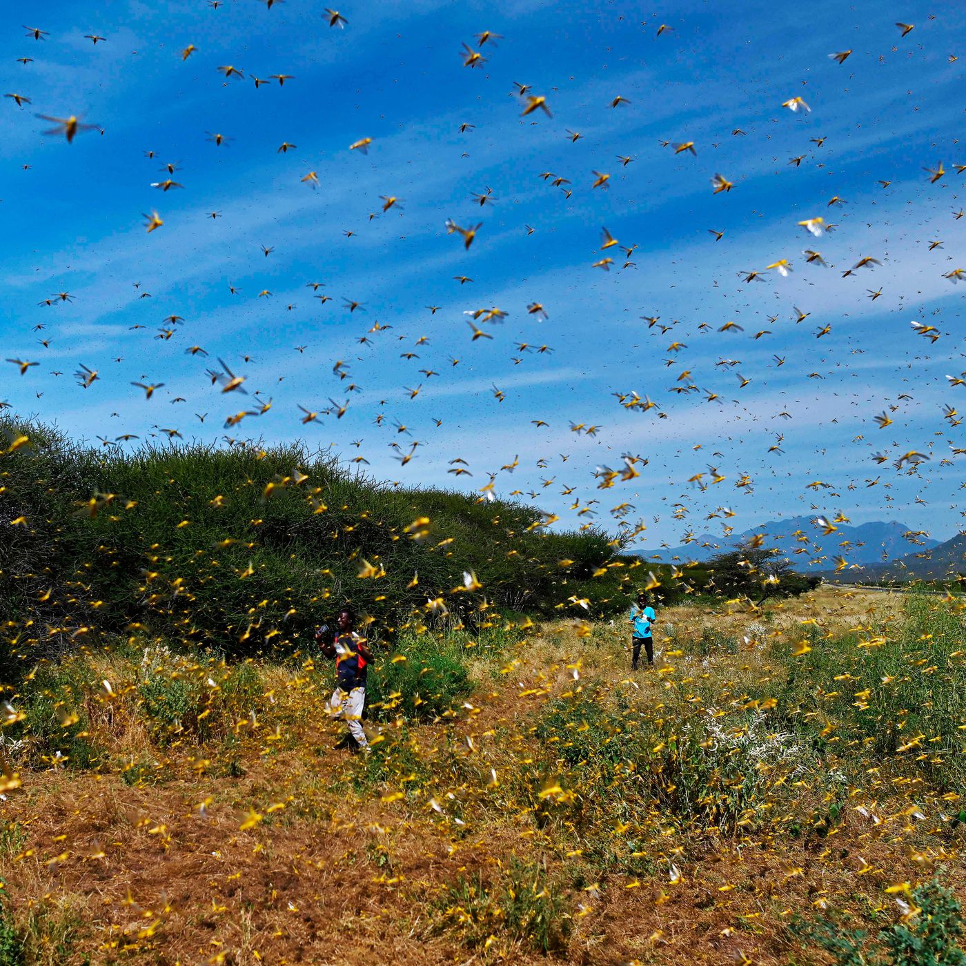 Locust plague: Africa and the Middle East see swarms devouring crops - Vox