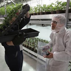 Mark Vlahos, head grower at Sira Naturals Inc., Mark, left obscured behind plant tray, and Michael Dundas, right, the company's CEO, examine cannabis plants on Thursday, July 12, 2018, at the Sira Naturals medical marijuana cultivation facility in Milford, Mass.