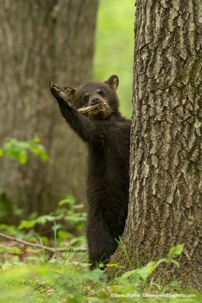 A bear cub peeks out from behind a tree with an outstretched arm.