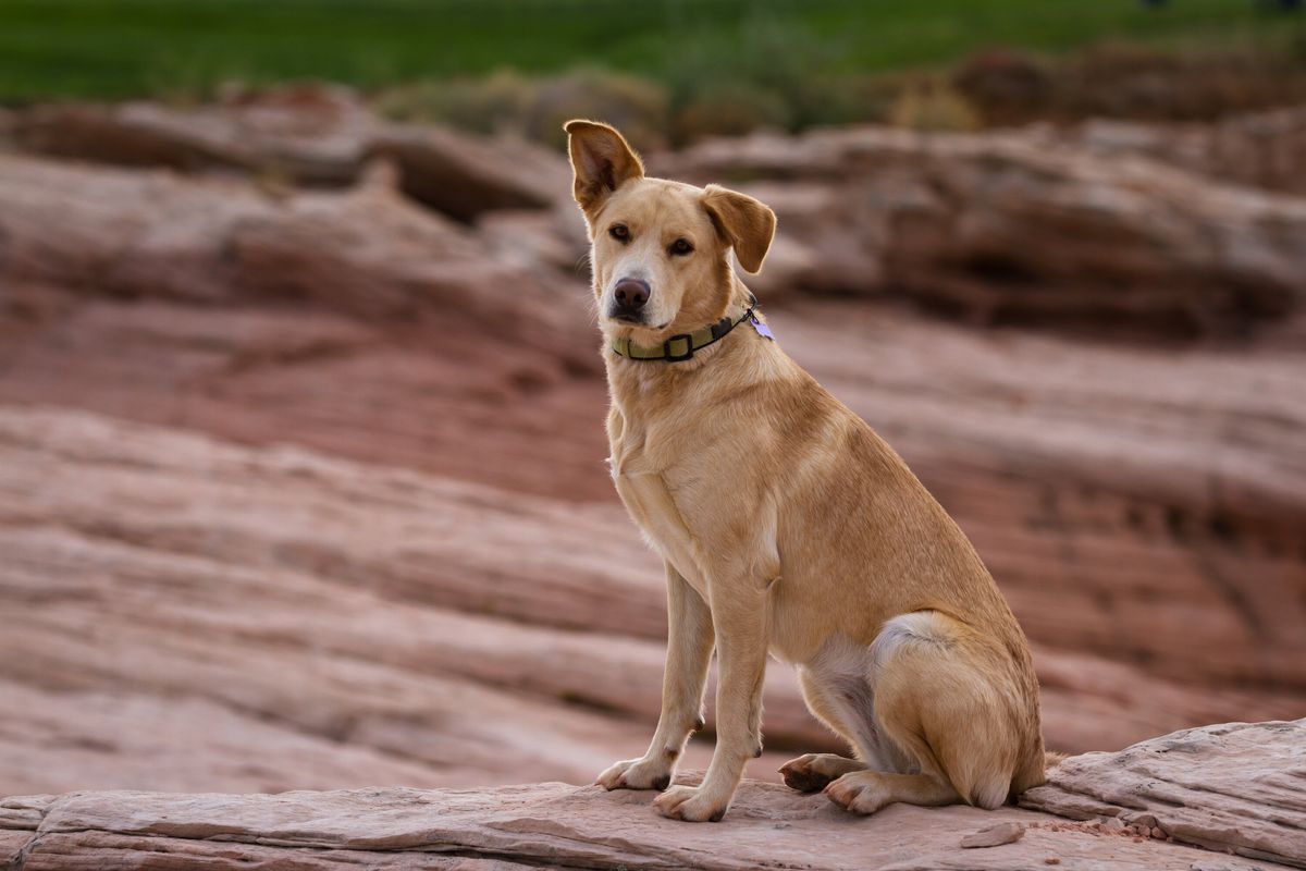 A cute large yellow/tan dog sitting on red rocks in the desert, looking at the camera with one ear up, and a dog collar on