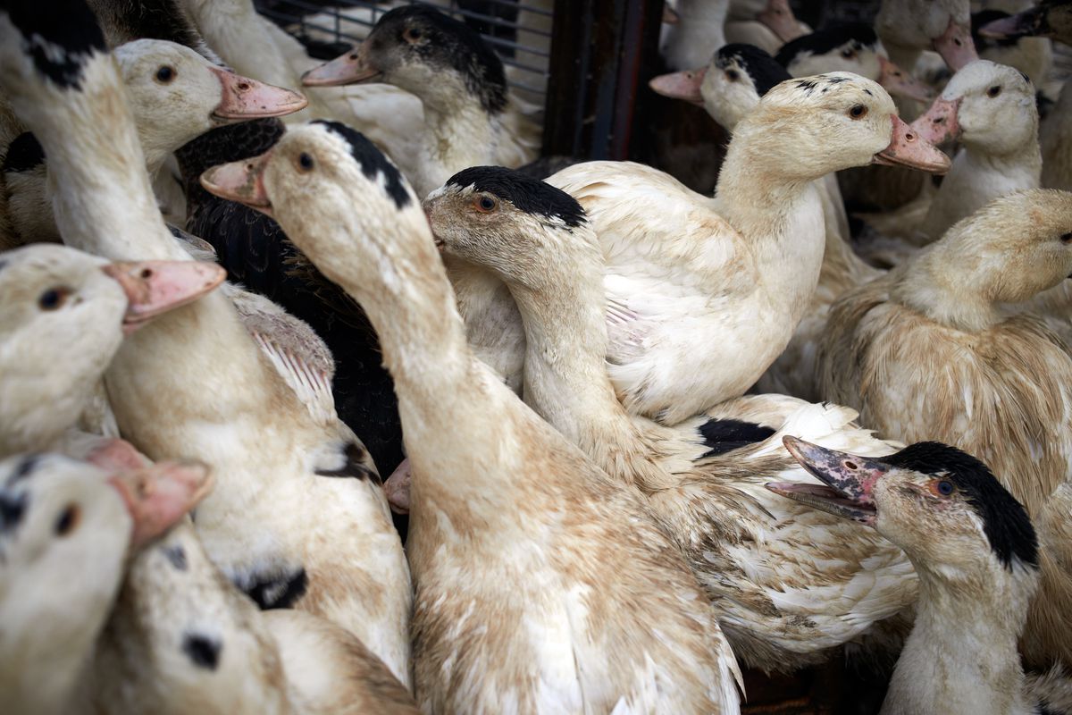 Living ducks grown for foie gras on a farm in France.