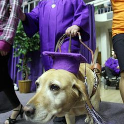 Weber State University graduate J.R. Westmoreland is led by his dog Salsa during commencement exercises in Ogden Friday, April 26, 2013.