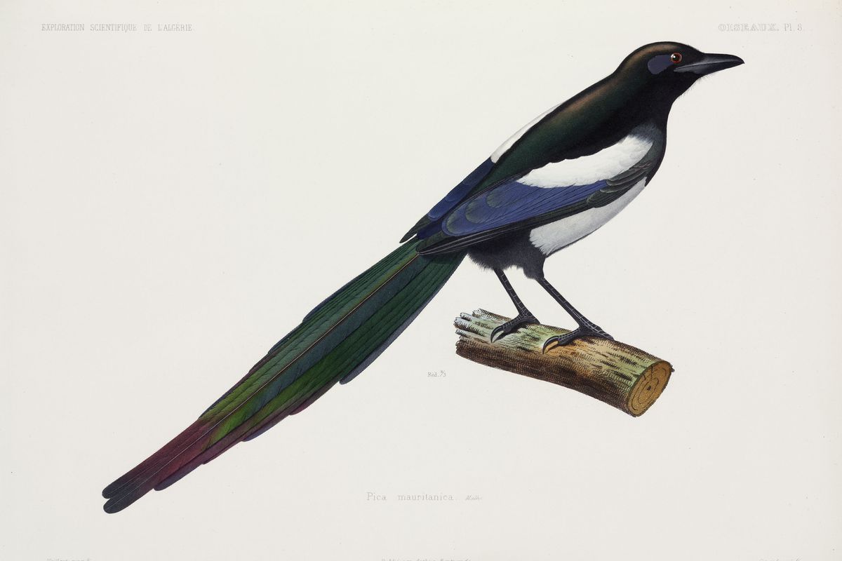 North African magpie, Algeria, 1840-1842.