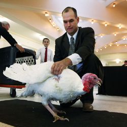 Jason Christensen moves Sir Featherbottoms out of his cage before Lt. Gov. Spencer Cox pardoned the turkey during a ceremony at the Capitol in Salt Lake City on Monday, Nov. 21, 2016. Christensen's family raised the turkey.