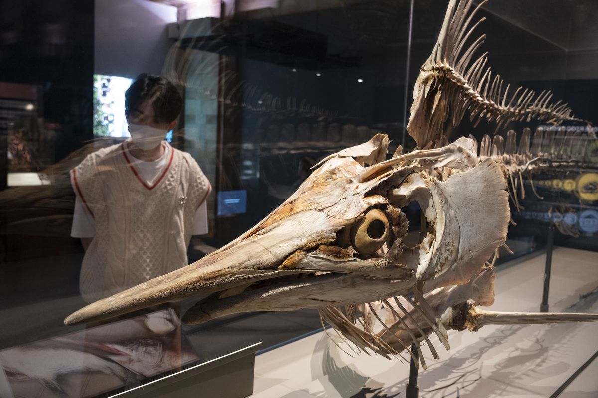 A skeleton of a black marlin displayed in a museum, with a masked onlooker in the background