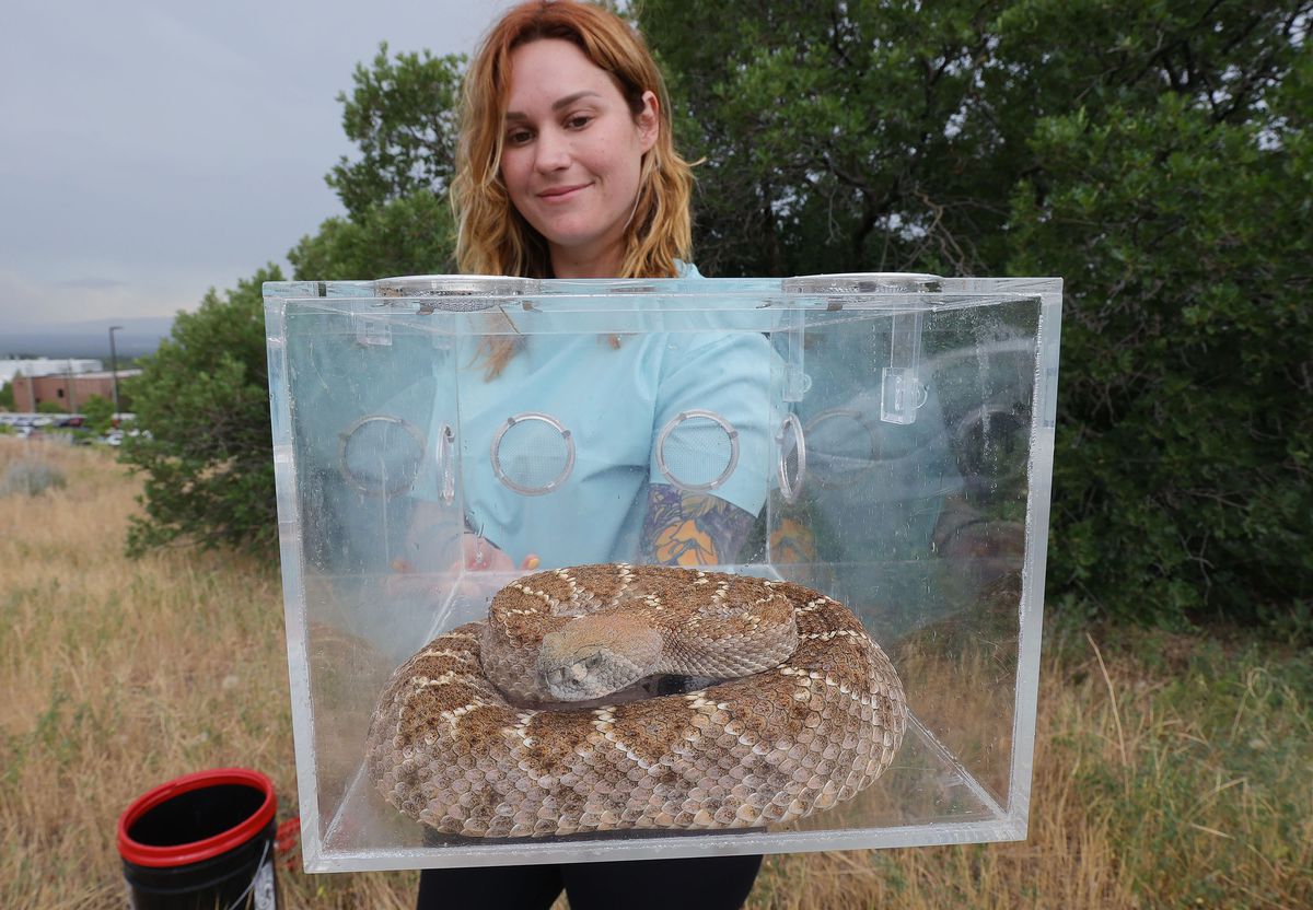 Haley Bechard of Utah Rattlesnake Avoidance holds a Western Rattlesnake which she uses during training in Salt Lake City on Thursday, June 24, 2021. In response to the drought, many snakes are in search of food and water, and some have recently been spotted in wetlands in city parks and courtyards.  Of the 31 species of snakes found in Utah, seven are poisonous.