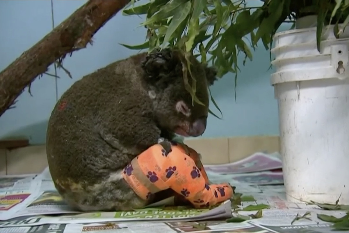 Koala Injured In Australia Brush Fire Put To Sleep Deseret News