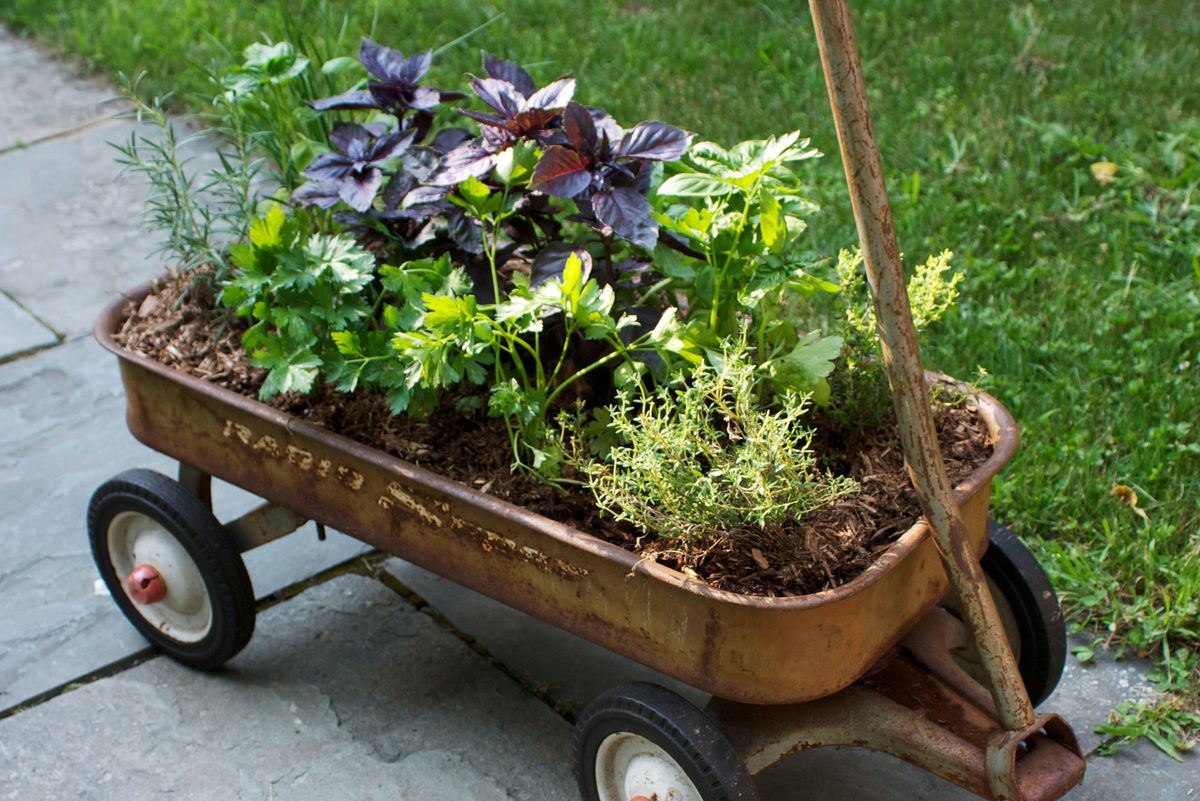 Wagon with herb plants planted inside the wagon bed