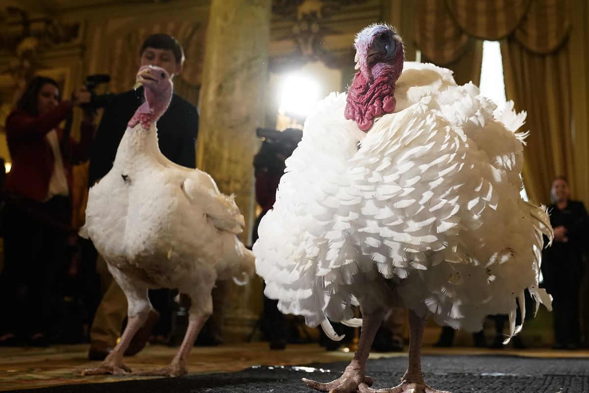 National Thanksgiving Turkeys Meet The Media Ahead Of Presidential Pardoning