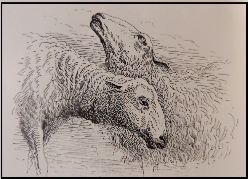 An old line engraving of two sheep heads.