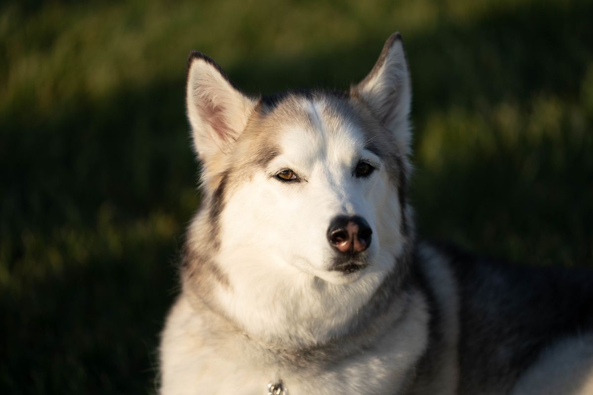 Close-up of a husky dog with pointy ears up. One half of their face is somewhat obscured by a shadow.