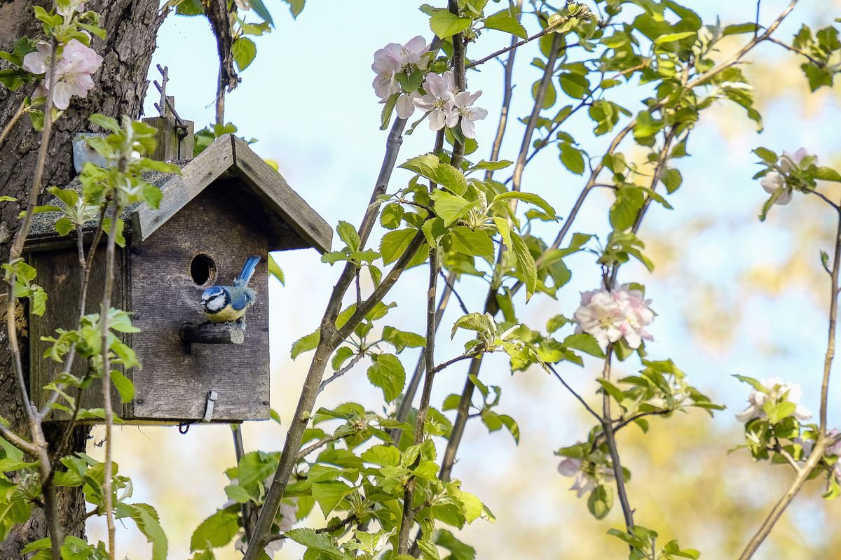 A bird perched on a birdhouse, surrounded by a flowering tree