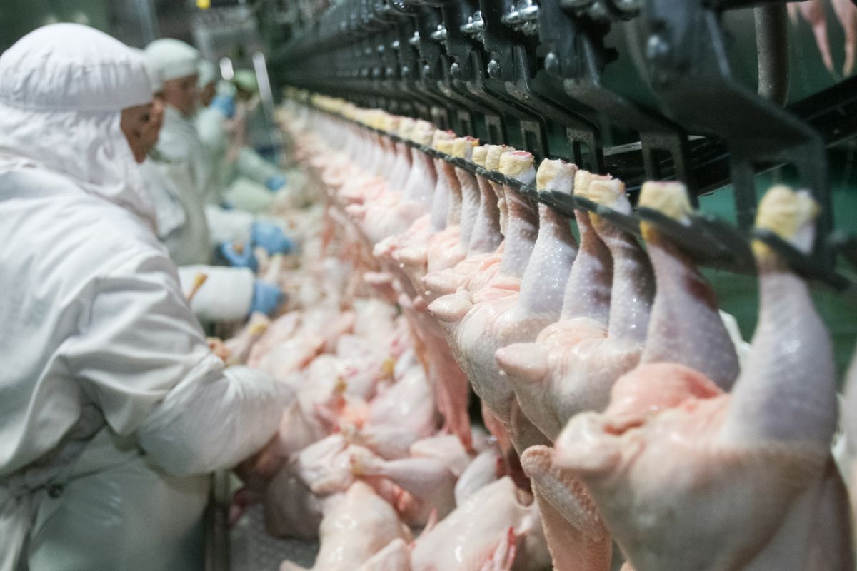 Workers handling raw chicken in a factory line.
