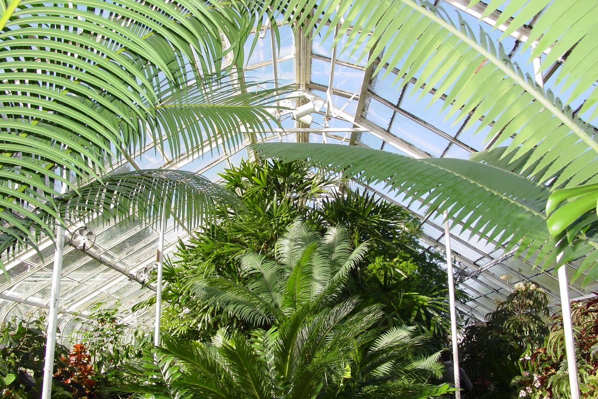 Inside a glass-panel greenhouse with a peaked roof, large palm leaves stretch upward and inward on either side. A tighter collection of palms is visible in the center.