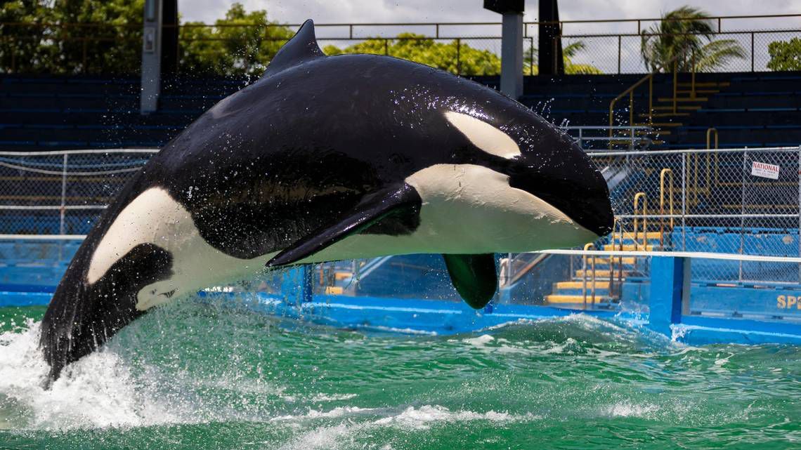 An orca jumps in the air above a pool.