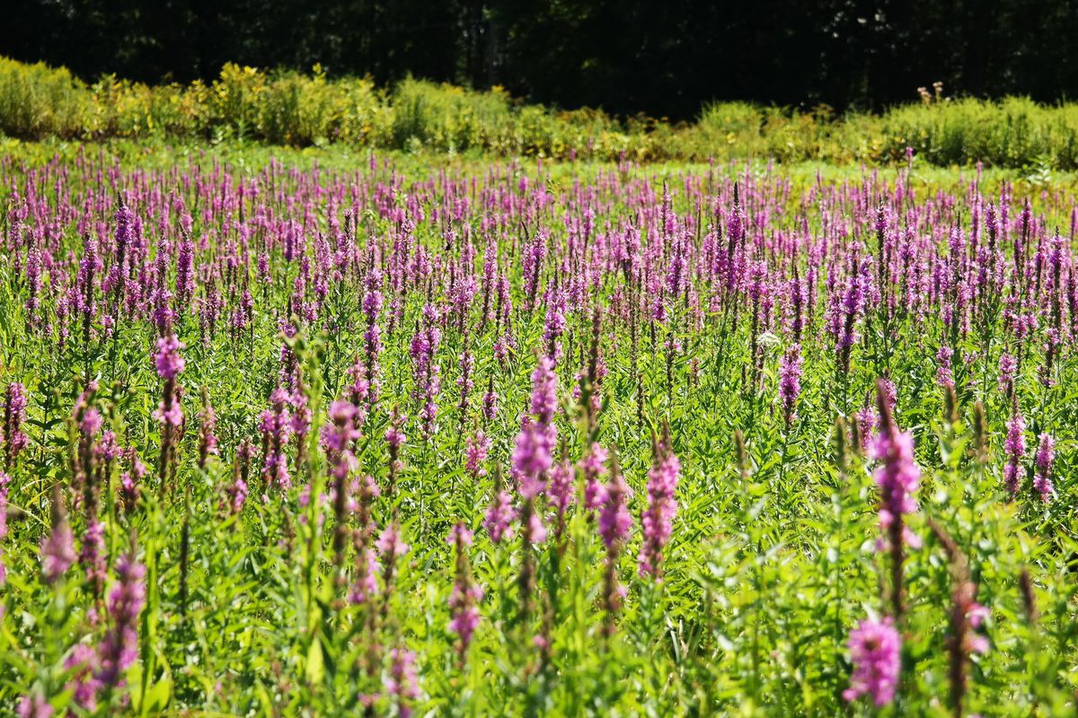 A field of purple wildflowers.