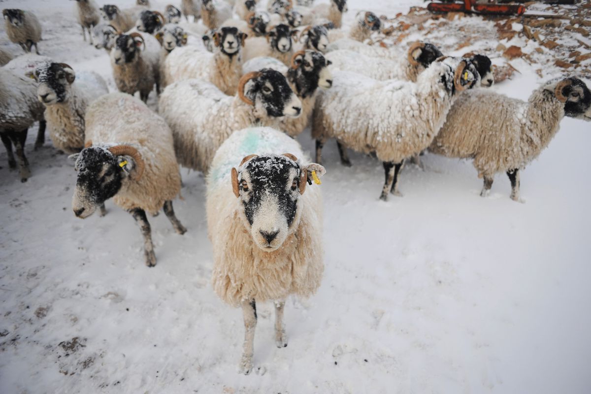 Farmers Struggle With Lambing Season During The Coldest March For 50 Years