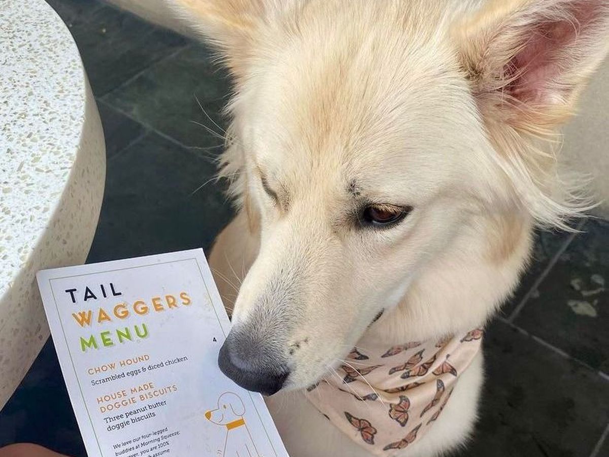 A white dog with a bandana sniffing a menu that says Tail Waggers.