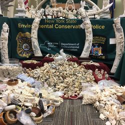 This photo taken July 27, 2017, in Albany, N.Y., shows carved ivory tusks, some of the artifacts to be crushed Thursday, Aug. 3 in Central Park to highlight New York's determination to crush the illegal ivory trade. The sale of ivory across international boundaries has been banned since 1990, but the United States and many other countries have allowed people to buy and sell ivory domestically subject to certain regulations that gave smugglers loopholes. Last year, the U.S. Fish and Wildlife Service instituted a near-total ban on the domestic commercial ivory trade and barred sales across state lines.  (AP Photo/ Mary Esch)