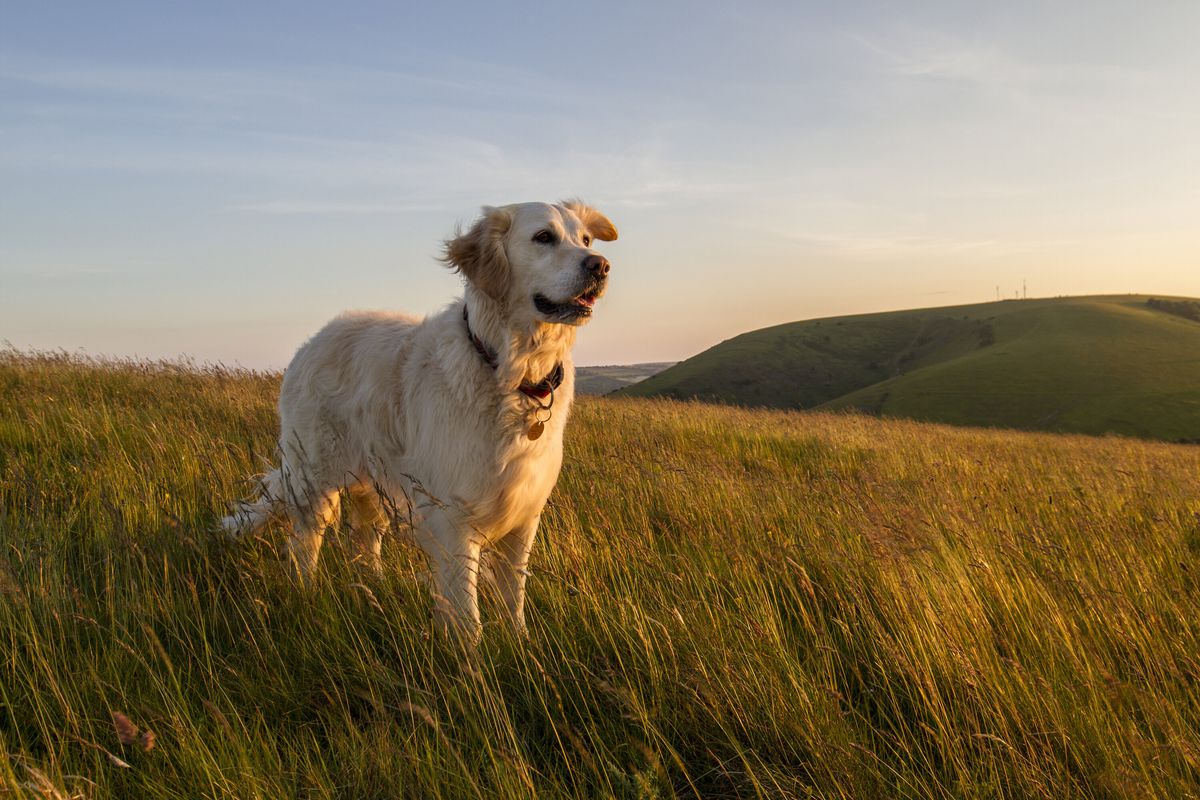 A cream-colored long-haired dog standing in a field looking away from the camera smiling