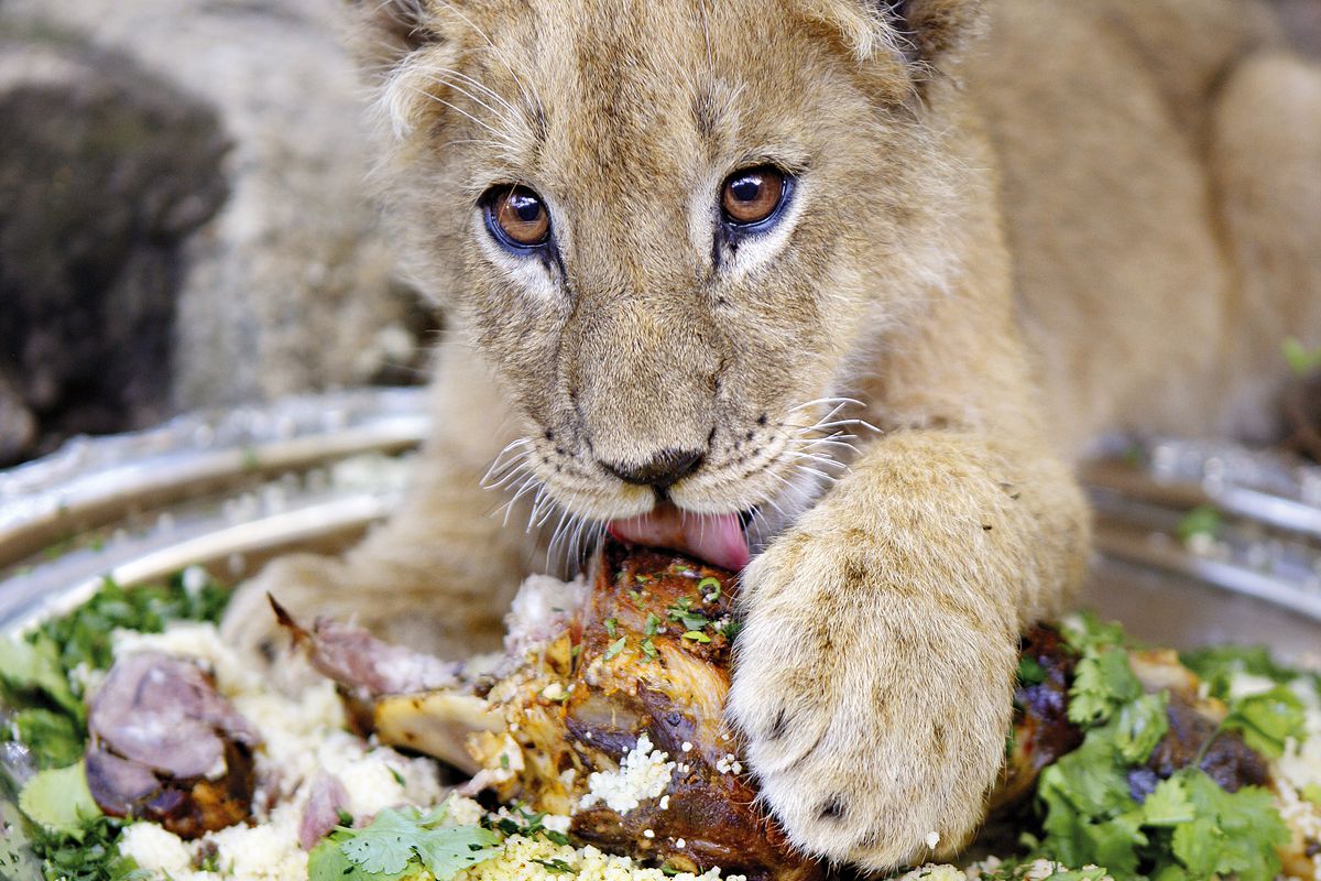 Lion Cub with Lamb Platter