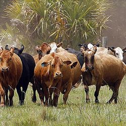 Cowboys rotate cattle to a new pasture at Deseret Ranches of Florida, Wednesday, May 11, 2011. 