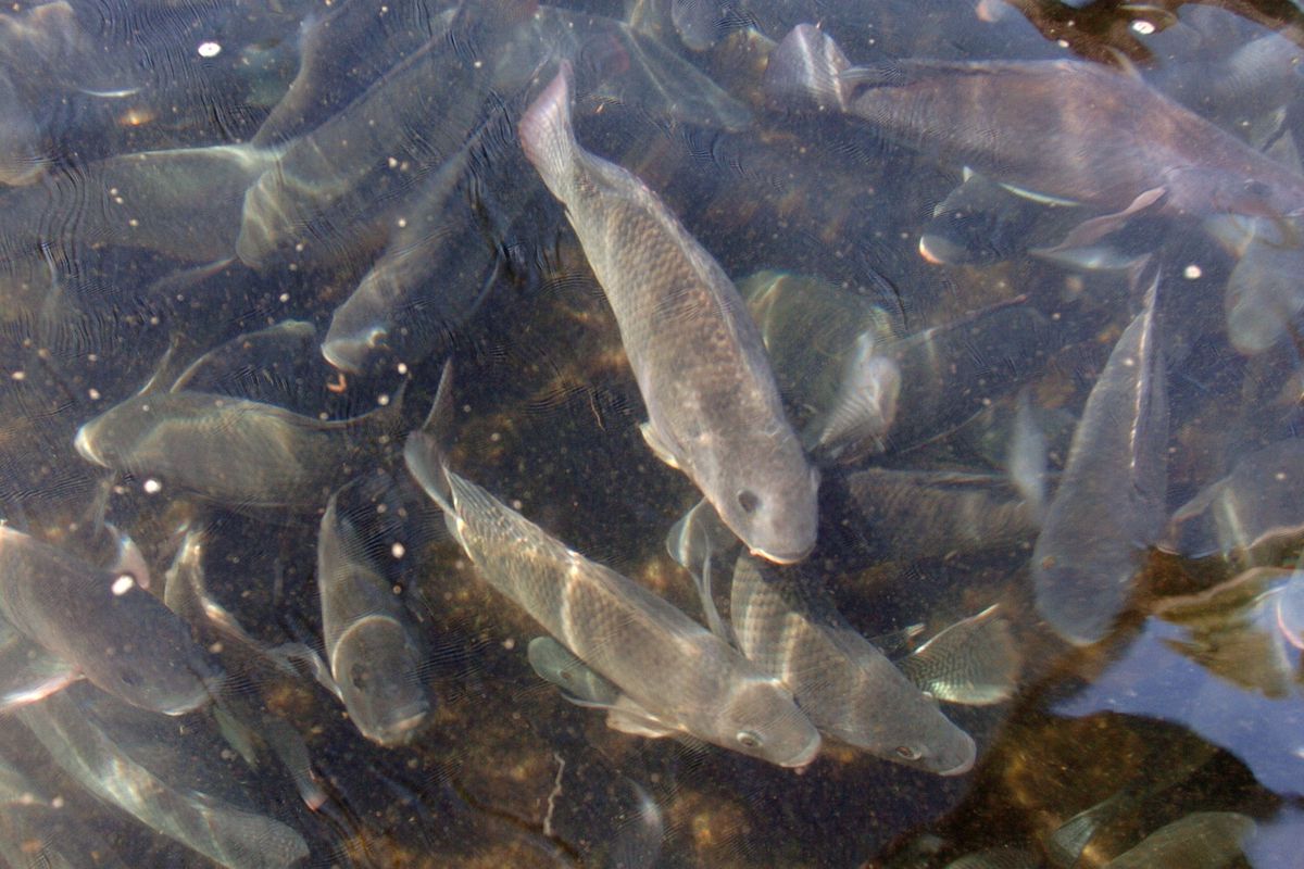 A view of a tank filled with Talapia can be seen at Gene Evans' aquaculture farm operation near Pierson, Florida, February 19, 2007.