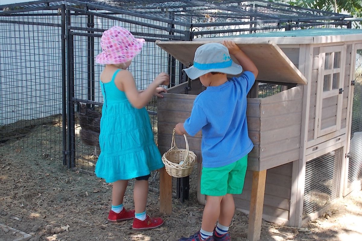 At this Boulder County preschool, collecting eggs from the nesting box is one of the most coveted jobs.