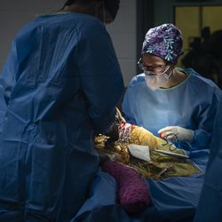 Dr. Lauren Kane (right), of the Chicago Zoological Society, and Dr. James Cook, director of the Mizzou BioJoint Center at the University of Missouri, perform total hip replacement surgery on Malena, a 10-year-old endangered Amur tiger, at Brookfield Zoo, Wednesday, Jan. 27, 2021. The tiger has arthritis in her left hip. 