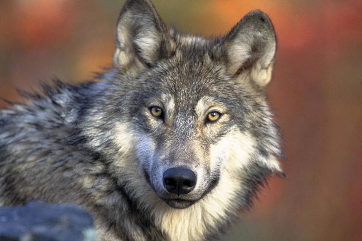 This April 18, 2008 file photo shows a gray wolf. A gray wolf that was accidentally shot by a hunter in Utah was the same one seen in the Grand Canyon area last year, federal wildlife officials said Wednesday.