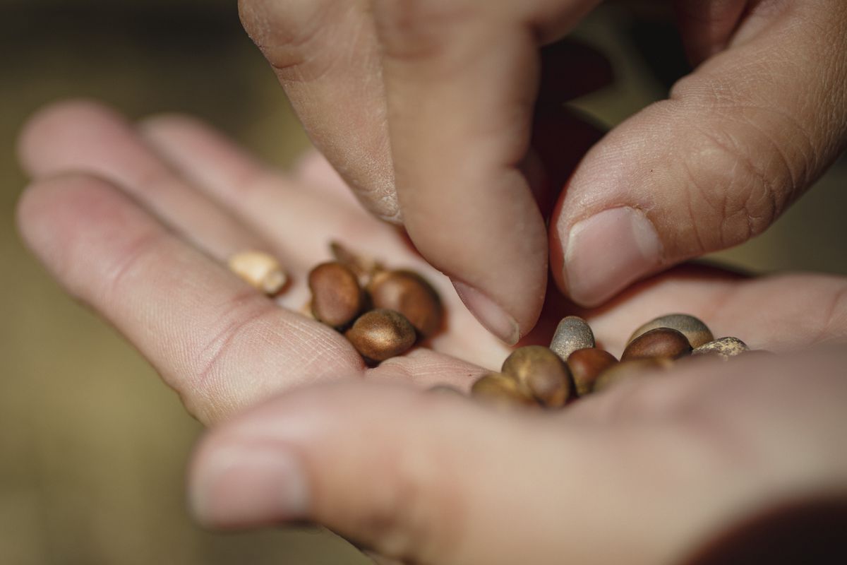 Piñon nuts in the palm of a hand.