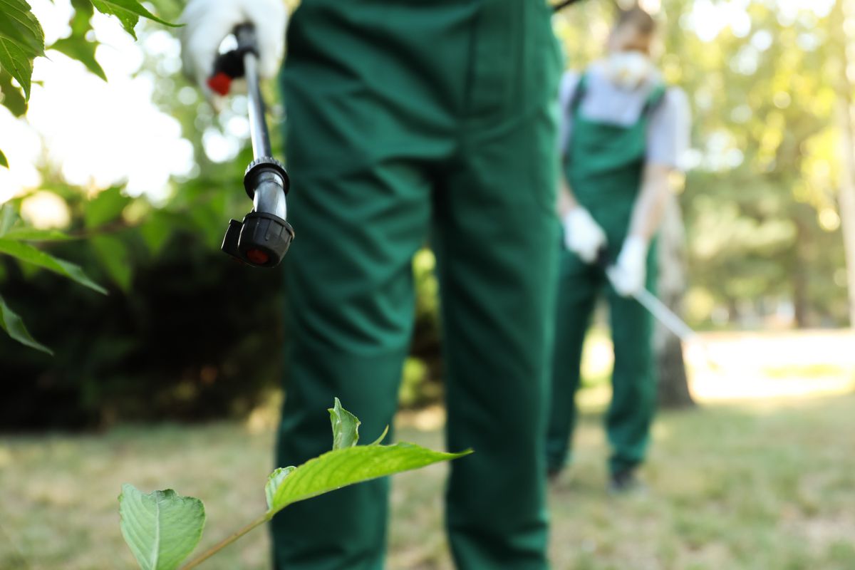 A pest control specialist wearing green overalls uses a pest control wand to spray solution on a green bush.