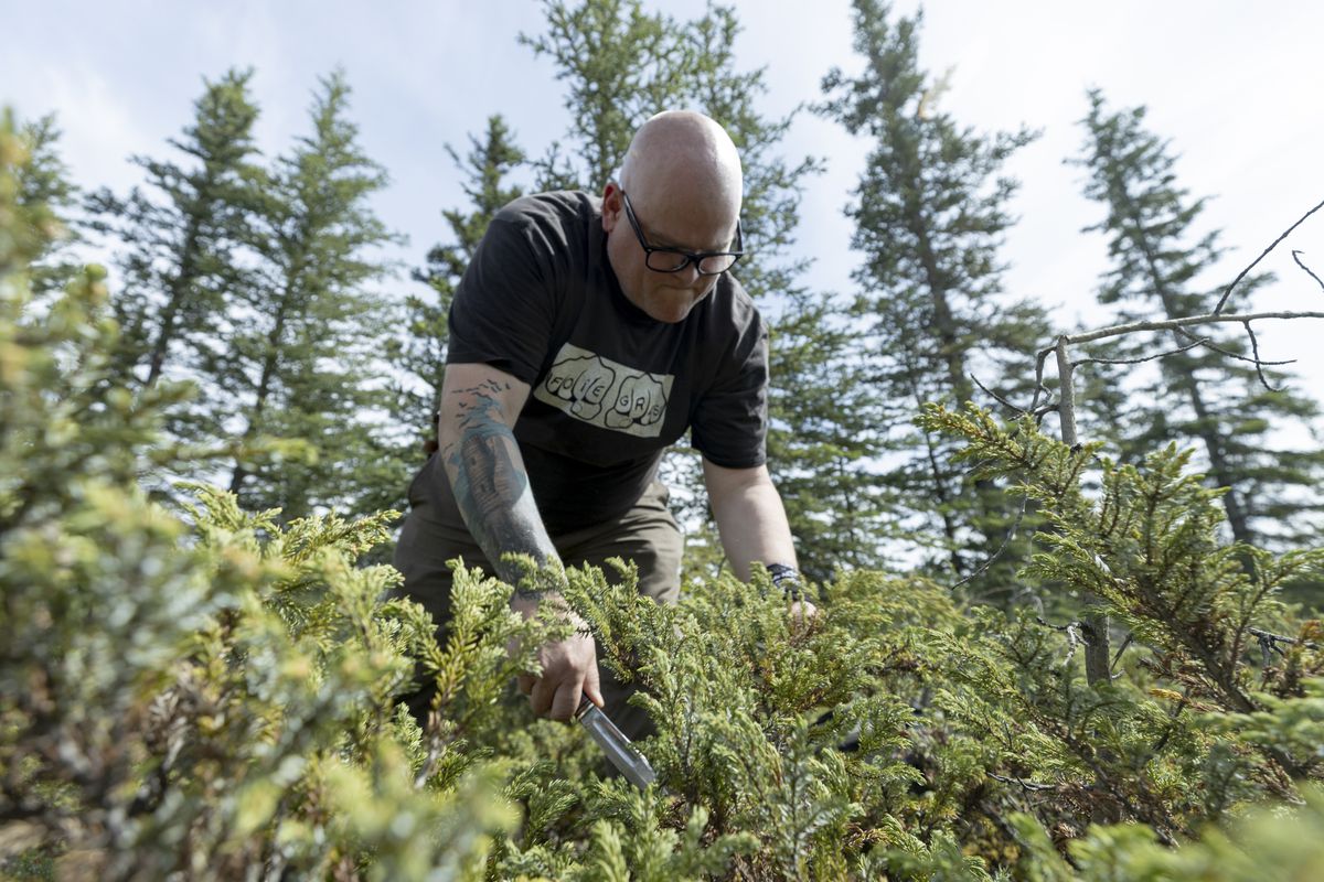 A bald man in glasses and a black T-shirt bends over some plants with a knife, ready to cut.