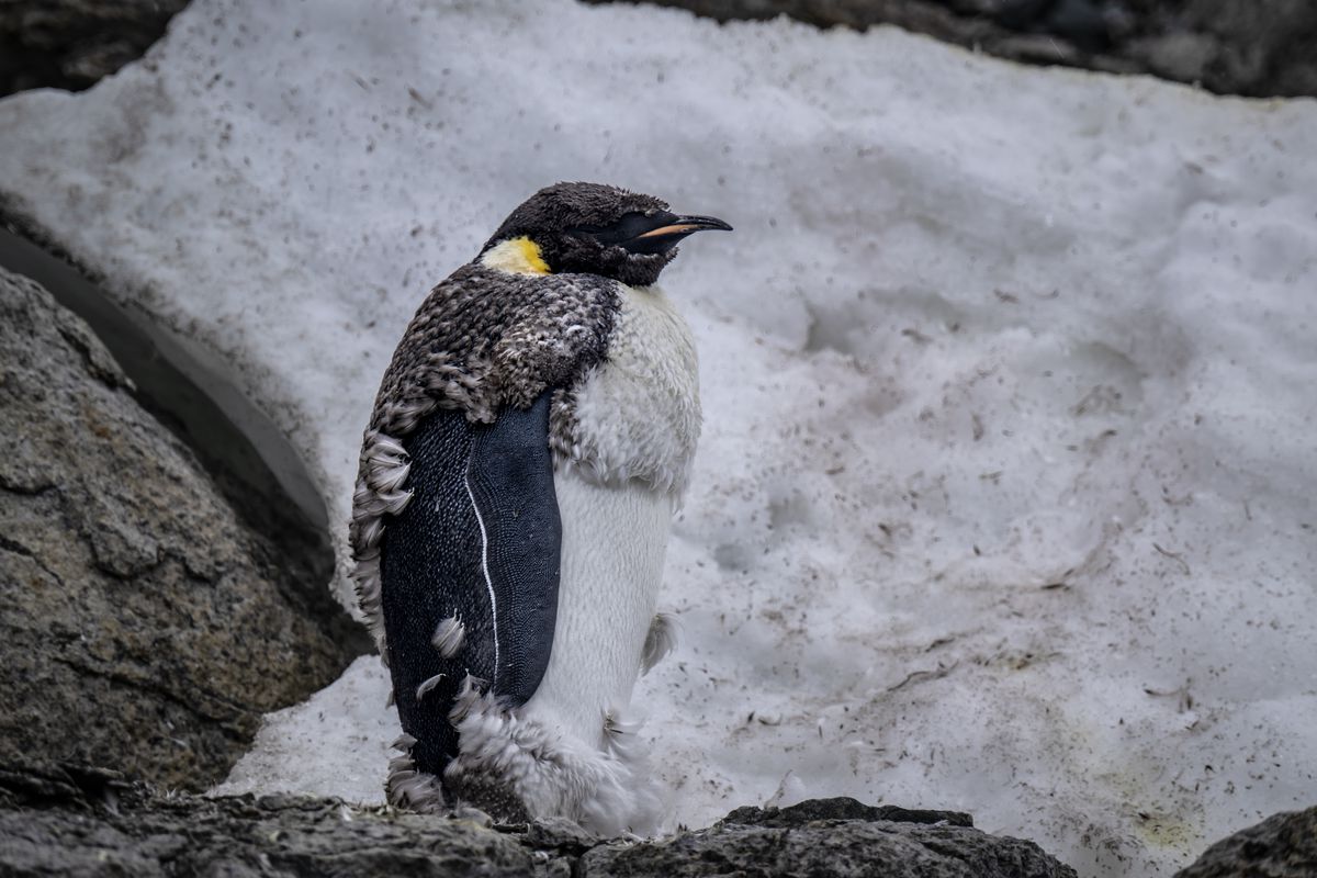 Global warming threatens the emperor penguins in Antarctica