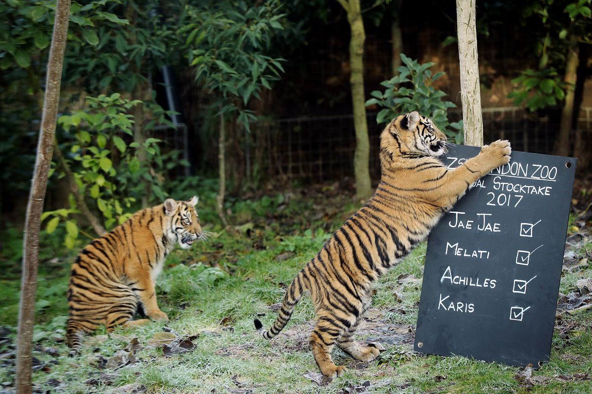 London Zoo Holds Its Annual Stocktake