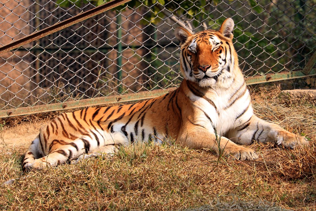 Nahargarh Zoological &amp; Biological Park In Jaipur
