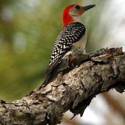 Red-bellied woodpecker at Deseret Ranches of Florida, Thursday, May 12, 2011. 