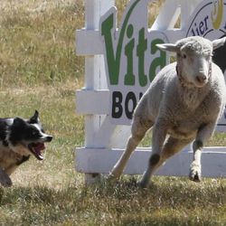 The Soldier Hollow Sheepdog Championship will take place Labor Day weekend, Sept. 1-4 in Midway.