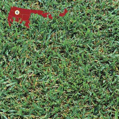 NEW ORLEANS SUPER LAWN GRASS NEW TO THE MARKET AMAZING CREEPING VELVET LAWN 5 Kg 