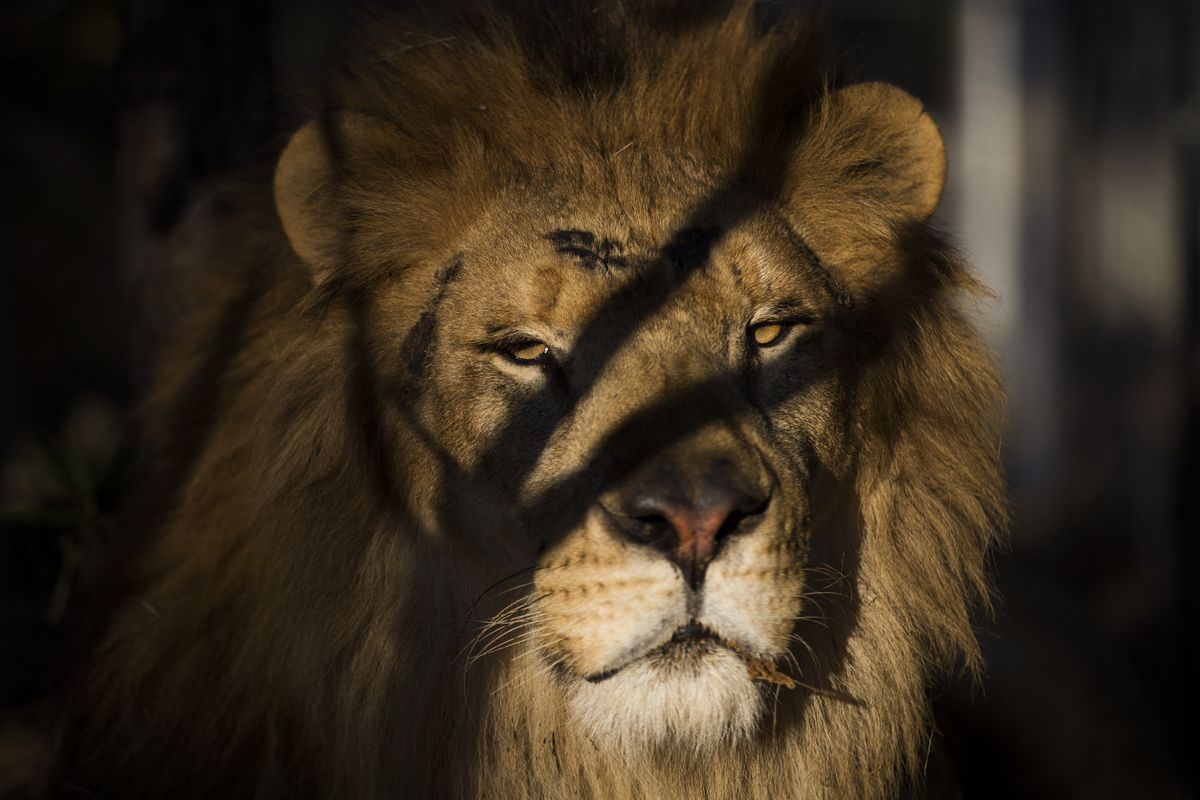 Thirty Three Former Circus Lions Are Airlifted Back To South African Sanctuary