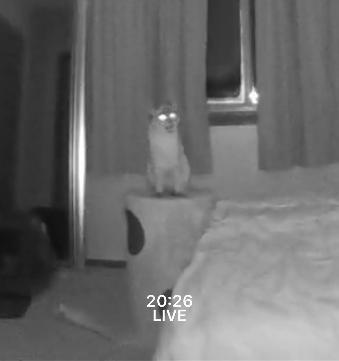 A night-vision image of a cat sitting on a piece of furniture with its eyes glowing and mouth open