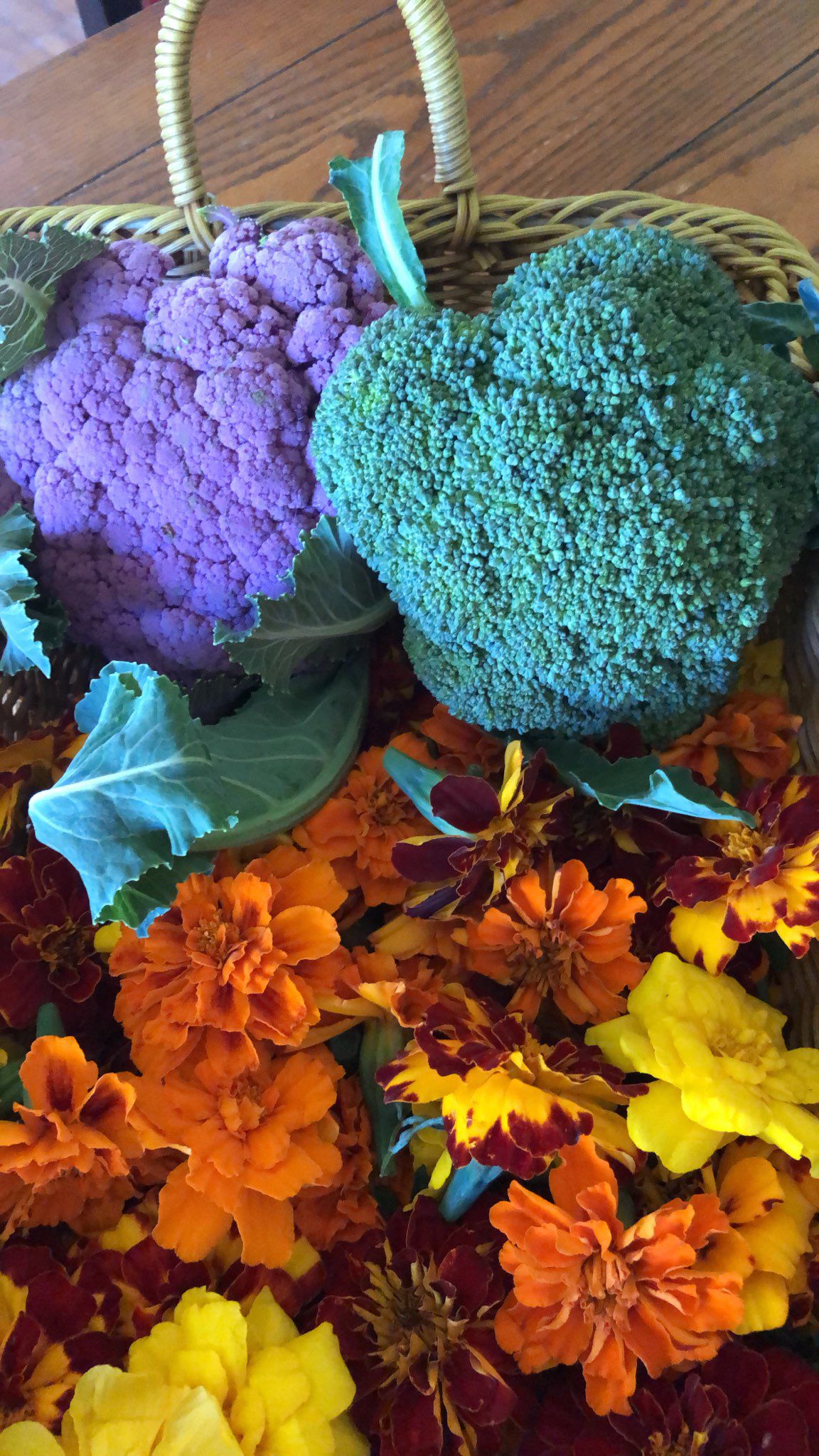 A closeup of purple cauliflower and broccoli side-by-side at Krisop Farm