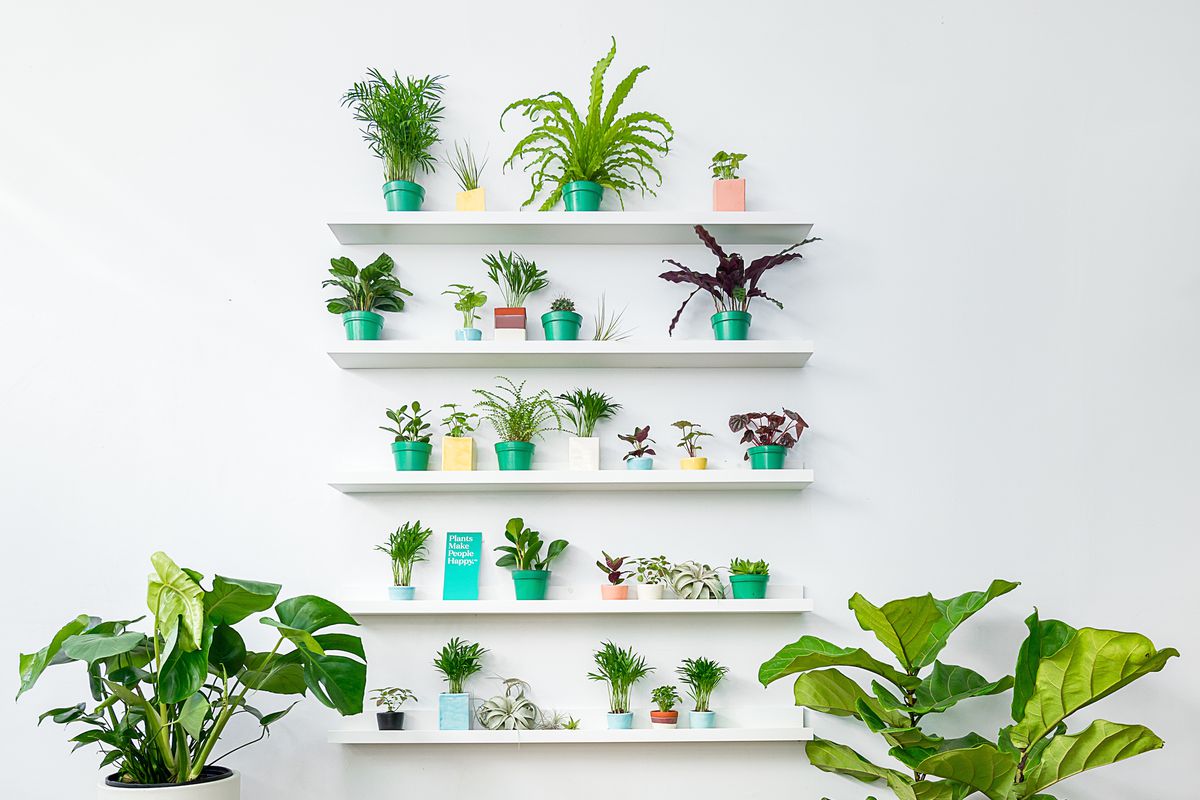 houseplants on shelves 