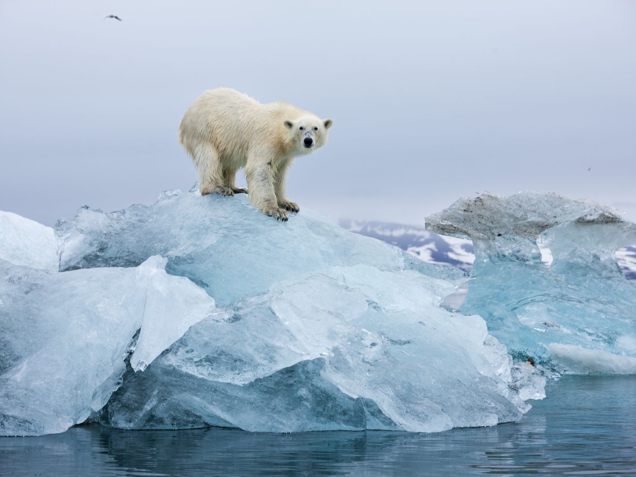 A teensy, tiny glimmer of hope for polar bears