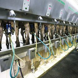 Cows are milked at Gibson's Green Acres dairy farm in Ogden Thursday, Feb. 5, 2015.