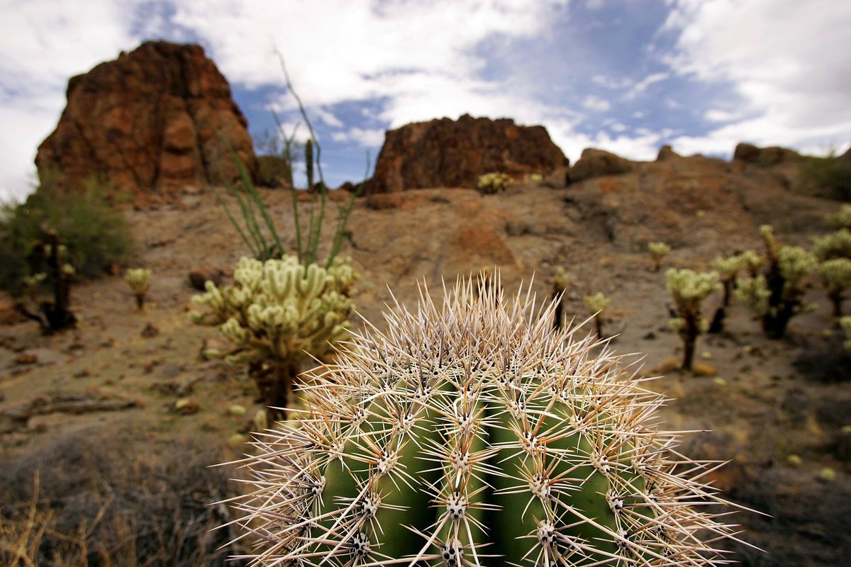 Illegal Immigration Imperils Arizona Wilderness