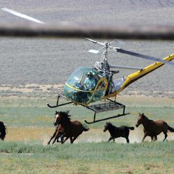 In this July 13,2008 file photo a livestock helicopter pilot rounds up wild horses from the Fox & Lake Herd Management Area from the range in Washoe County, Nev., near the town on Empire, Nev. 