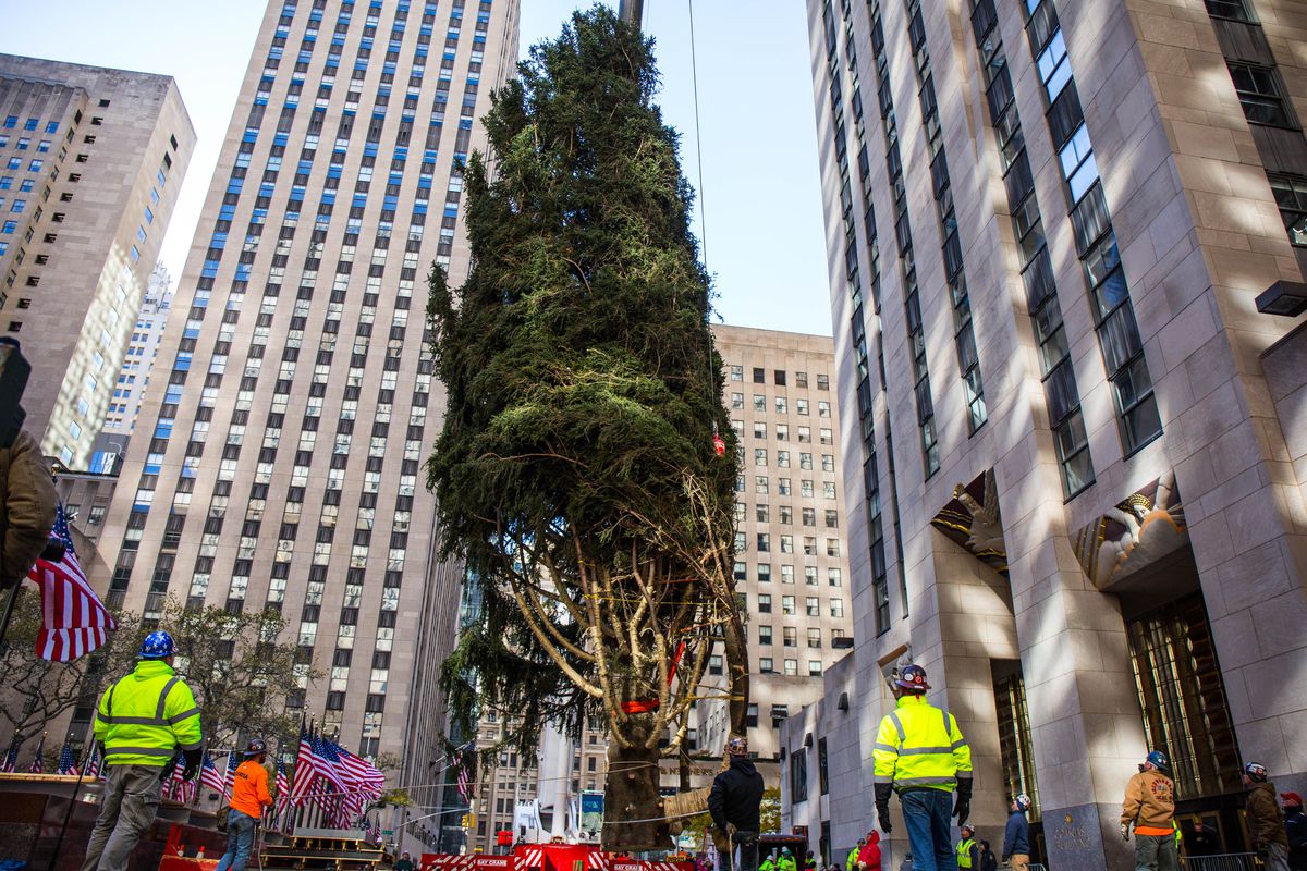 2017 Rockefeller Center Christmas Tree has arrived in NYC: photos - Curbed NY