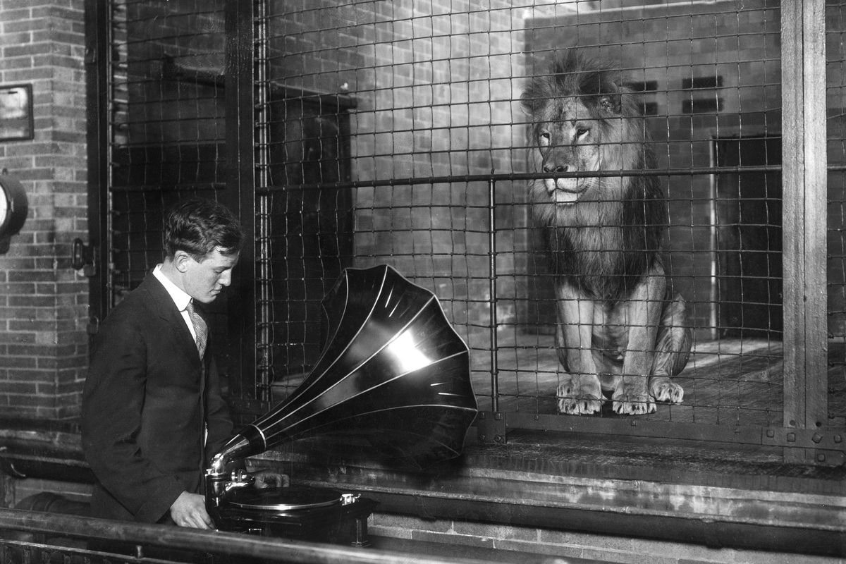Keeper play music with a gramophone in front of a cage of a lion. - Photographer: Philipp Kester- 1909Vintage property of ullstein bild