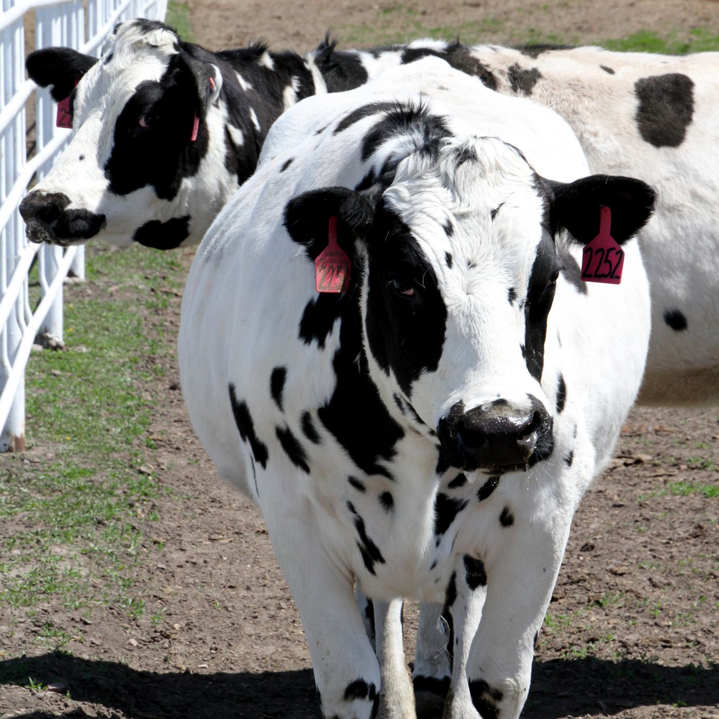Are these genetically engineered cows the future of medicine? - The Verge